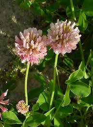 Attēlu rezultāti vaicājumam “Trifolium hybridum flower”