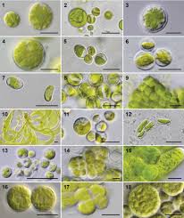 Attēlu rezultāti vaicājumam “Scoliciosporum chlorococcum”