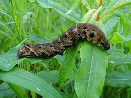 Attēlu rezultāti vaicājumam “Deilephila elpenor imago”