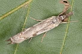 Attēlu rezultāti vaicājumam “Platytes alpinella”