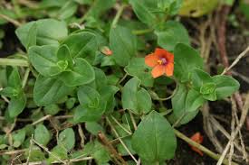 Attēlu rezultāti vaicājumam “Anagallis arvensis leaf”