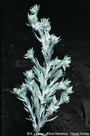 Attēlu rezultāti vaicājumam “Filago arvensis”