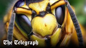 Attēlu rezultāti vaicājumam “Diphyus latebricola”