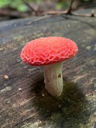 Attēlu rezultāti vaicājumam “Rhodotus palmatus”