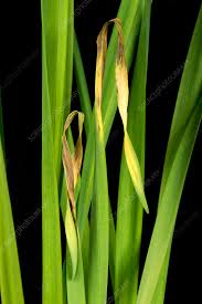 Attēlu rezultāti vaicājumam “Narcissus leaf”