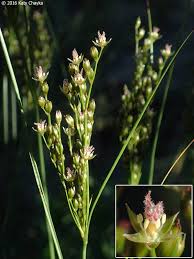 Attēlu rezultāti vaicājumam “Juncaceae”