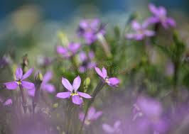 Attēlu rezultāti vaicājumam “Lobeliaceae”