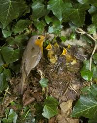 Attēlu rezultāti vaicājumam “Erithacus rubecula nest”