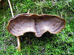 Attēlu rezultāti vaicājumam “Hymenochaete rubiginosa”