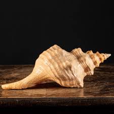 Image result for Triplofusus giganteus