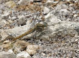 Attēlu rezultāti vaicājumam “Orthetrum brunneum”