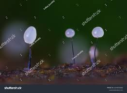 Attēlu rezultāti vaicājumam “Comatricha sp.”