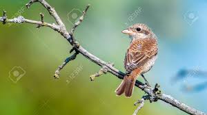 Attēlu rezultāti vaicājumam “Lanius collurio female”