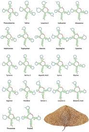 Image result for Gymnura altavela