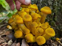 Attēlu rezultāti vaicājumam “Armillaria sp.”