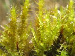 Attēlu rezultāti vaicājumam “Eurhynchium praelongum”