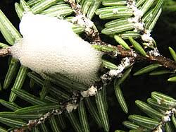 Attēlu rezultāti vaicājumam “Aphrophoridae nymph”