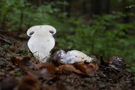 Attēlu rezultāti vaicājumam “Cortinarius praestans”