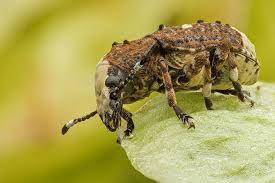 Attēlu rezultāti vaicājumam “Platystomos albinus”