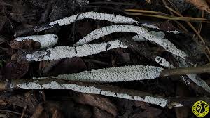 Attēlu rezultāti vaicājumam “Diderma crustaceum macro”