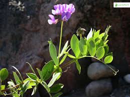 Attēlu rezultāti vaicājumam “Lathyrus japonicus subsp. maritimus”
