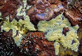 Attēlu rezultāti vaicājumam “Skeletocutis brevispora”