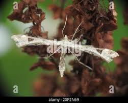 Attēlu rezultāti vaicājumam “Platyptilia gonodactyla”