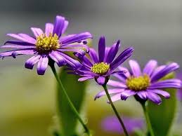 Image result for Aster amellus