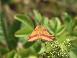 Attēlu rezultāti vaicājumam “Lythria cruentaria”