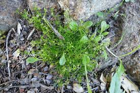Attēlu rezultāti vaicājumam “Sagina procumbens”