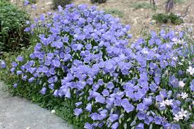 Image result for Glockenblumen