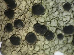 Attēlu rezultāti vaicājumam “Porpidia macrocarpa”