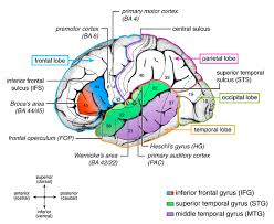Attēlu rezultāti vaicājumam “Perichaena corticalis sessile”