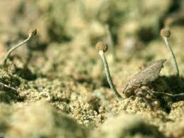 Attēlu rezultāti vaicājumam “Chaenotheca ferruginea”