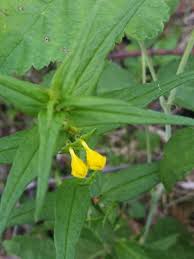 Attēlu rezultāti vaicājumam “Melampyrum sylvaticum flower”