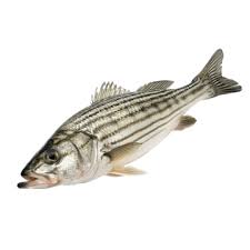 Image result for Morone saxatilis