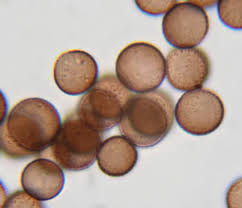 Attēlu rezultāti vaicājumam “Physarum cinereum macro”