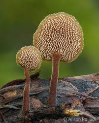 Attēlu rezultāti vaicājumam “Physarum auriscalpium spores”