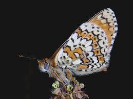 Attēlu rezultāti vaicājumam “Melitaea cinxia underside”