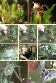 Attēlu rezultāti vaicājumam “Schistostega pennata”