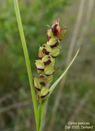 Attēlu rezultāti vaicājumam “Carex panicea”