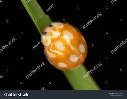 Attēlu rezultāti vaicājumam “Calvia decemguttata larva”