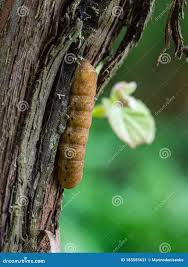 Attēlu rezultāti vaicājumam “Noctua fimbriata larva”