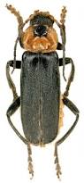 Attēlu rezultāti vaicājumam “Cantharis fusca”