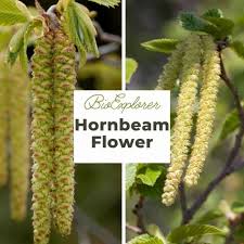 Attēlu rezultāti vaicājumam “Carpinus betulus female flower”