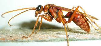 Attēlu rezultāti vaicājumam “Pompilidae”