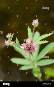 Attēlu rezultāti vaicājumam “Comarum palustre leaf”