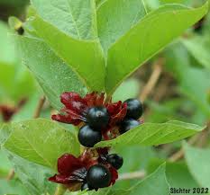Attēlu rezultāti vaicājumam “Lonicera xylosteum fruit”