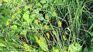 Attēlu rezultāti vaicājumam “Carex spicata”