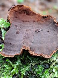 Attēlu rezultāti vaicājumam “Hymenochaete rubiginosa”